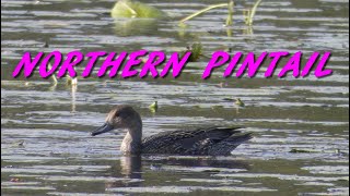 Northern Pintail [upl. by Laverne]