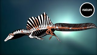 A swimming dinosaur The tail of Spinosaurus [upl. by Yi550]