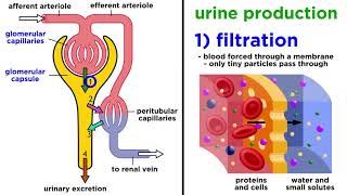 The Urinary System [upl. by Acile]