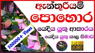 Anthurium fertilizer ඇන්තුරියම් පොහොර Anthurium pohora [upl. by Shelby175]