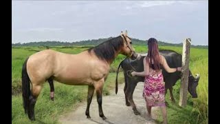 My sister training care her lovely horse in beginner 2021 [upl. by Izmar]