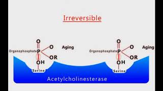 Organophosphate Poisoning animation [upl. by Ayor]