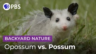 Mythbusting Opossum Facts  Backyard Nature [upl. by Dralliw]