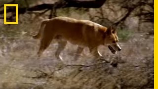 Kangaroo vs Dingo  National Geographic [upl. by Eillah]