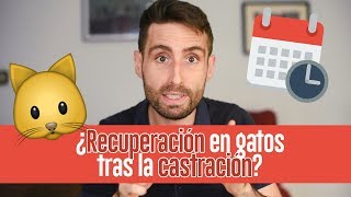 ¿Cuánto tardará mi gato en recuperarse tras la castración [upl. by Boyer993]