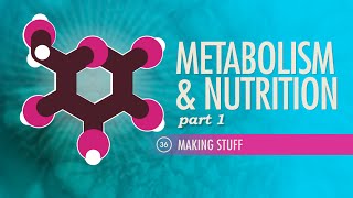 Metabolism amp Nutrition Part 1 Crash Course Anatomy amp Physiology 36 [upl. by Granthem]