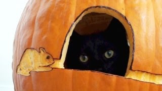 Black Cats First Pumpkin [upl. by Aicylla953]