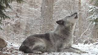 Wolfs Sweet Voice Inspires 50 Wolves to Howl [upl. by Kenzi]