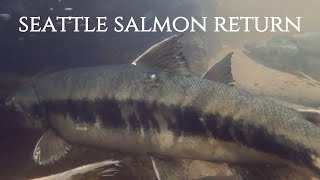 Record Salmon Return to Seattles Carkeek Park [upl. by Beuthel]