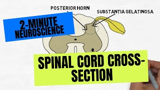 2Minute Neuroscience Spinal Cord Crosssection [upl. by Erodisi992]