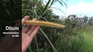 Elephant grass Pennisetum purpureum  part 1 [upl. by Tereve355]