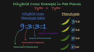 Dihybrid Cross Explained [upl. by Shepley]