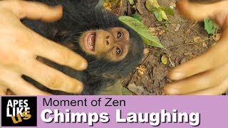 Chimpanzees Playing amp Laughing [upl. by Colet]