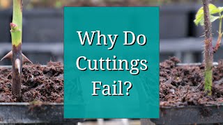 Why Do Cuttings Fail Propagation Tips [upl. by Nigen]