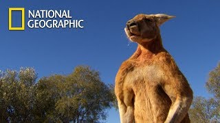 Muscular Kangaroos Martial Arts Match｜National Geographic [upl. by Faires]