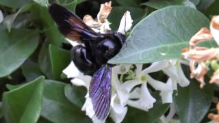 Xylocopa violacea [upl. by Rabjohn990]