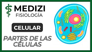 Fisiología Celular  La Célula partes y funciones IGdoctorpaiva [upl. by Paine947]