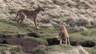 Working Lurchers The calm before the storm [upl. by Murrah]