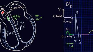 ECG  Introduction  Docteur Synapse [upl. by Ronile]