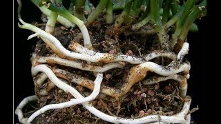 Rhizomes Definition amp Examples  What is a Rhizome  Plant Anatomy [upl. by Otit655]