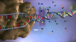 From DNA to protein  3D [upl. by Yerkovich]