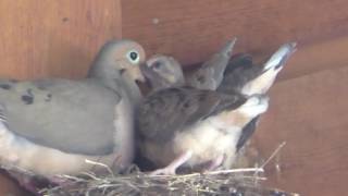 Mourning Doves On Nest And Later Mating 642016 HD [upl. by Uhej]