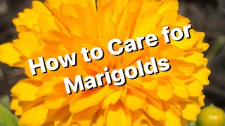 Marigold Care [upl. by Selohcin]