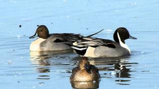 Northern Pintail courtship [upl. by Amadeo382]