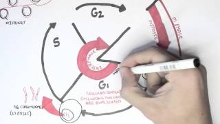 Cell Cycle Overview Interphase [upl. by Iliam]