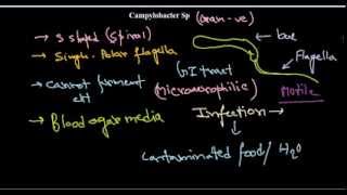 Campylobacter introduction [upl. by Leachim]