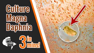 How to culture DAPHNIA MAGNA  The easy way [upl. by Divod936]