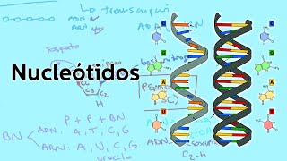 Los nucleótidos  Biología  Educatina [upl. by Mckenna]