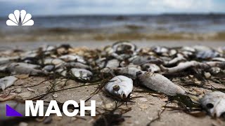 Red Tide Devastates Coastal Communities And Marine Life But What Is It  Mach  NBC News [upl. by Madriene]