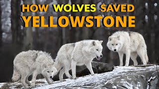 How Wolves Saved Yellowstone [upl. by Hajile191]