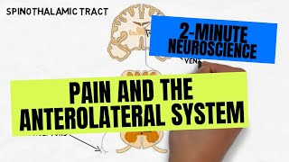 2Minute Neuroscience Pain and the Anterolateral System [upl. by Haneeja]