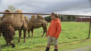 Bactrian Camel [upl. by Susie]