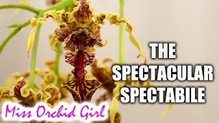 The spectacular Dendrobium spectabile Orchid  Care tips [upl. by Iew]