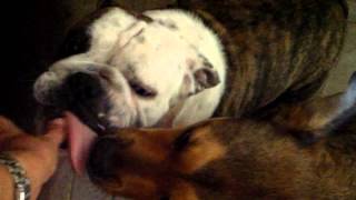 Maggie English Bulldog Idiopathic Head Tremors [upl. by Petes659]