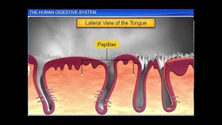 CBSE Class 11 Biology  The Human Digestive System [upl. by Mckinney]