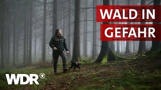 Im Einsatz für den Wald der Zukunft  Heimatflimmern  WDR [upl. by Sikata]