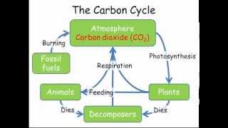 Carbon amp Nitrogen Cycles GCSE Combined Science Biology [upl. by Aelber]