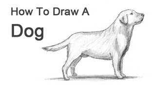 How to Draw a Dog Labrador Retriever [upl. by Kee]