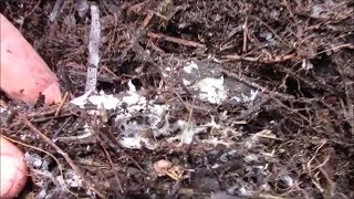 Mycelium Fungus in the Mulch end of July Observation [upl. by Gosselin]