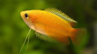 Peaceful Colourful Fish for Your Aquarium  Honey Gourami Care amp Breeding Guide [upl. by Palmore]