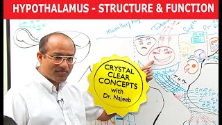 Hypothalamus  Structure and Function  Neuroanatomy [upl. by Rozella]