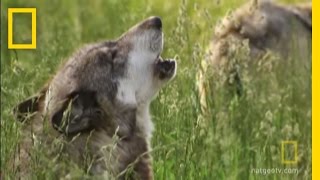 How Did Wolves Evolve  National Geographic [upl. by Grussing]