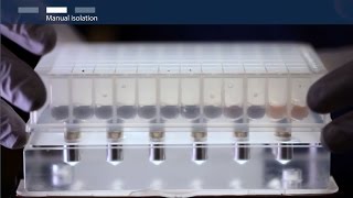 How to isolate total RNA using magnetic bead–based technology [upl. by Limoli658]