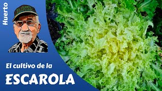 𝗘𝗦𝗖𝗔𝗥𝗢𝗟𝗔 El cultivo completo de la escarola La ensalada de otoñoinvierno [upl. by Anitnamaid279]