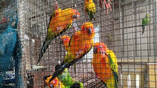 Sun Conure  Birds [upl. by Hollington]