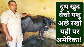 मास्टर करने के बाद बनाया डेरी फार्मMahlaxmi Murrah buffalo Dairy Farm in Punjab india [upl. by Nahtonoj]